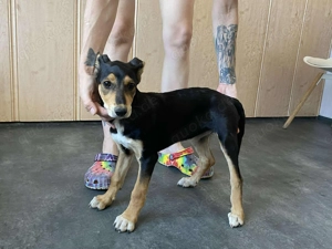 Tilda , PS in Ungarn, ist ein typischer Welpe.