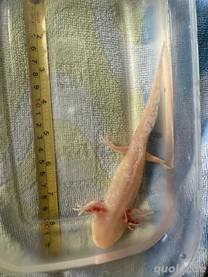 Albino Axolotl Weibchen Bild 2