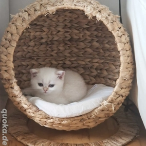 BKH Kitten Silver Shaded Point 