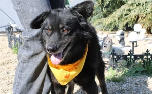 Mission possible: Black Cheeryno sucht ein Zuhause