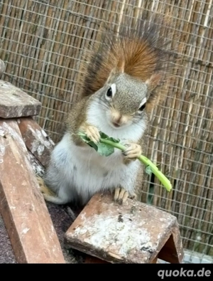 Rothörnchen Eichhörnchen streifenhörnchen Bild 4