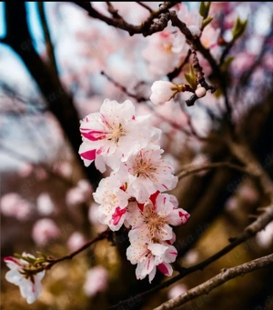 Deutsch als Fremdsprache (privat vor Ort) A1-B1 Niveau anbieten