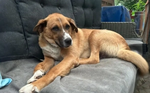  Stian ist ein sanfter & liebevoller Rüde