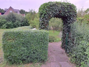 Schrebergarten Kleingarten Parzelle in Bremen Kattenesch zum Pachten Bild 6