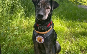 Schließt du Rocco in dein Herz?