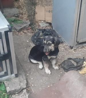 Calina   goldige Mischlingshündin sucht Zuhause