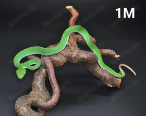 Viridovipera Gumprechti 2.0 von 2024 Bild 4