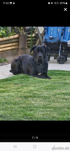 cane corso  dogo canario mix