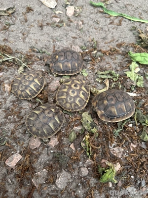Griechische Landschildkröte Testudo hermanni hermanni zu verkaufen