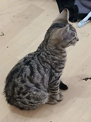 Wunderschöne Kitten abzugeben  Bild 4