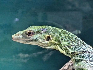 Varanus Prasinus 1.0 Smaragtwaran