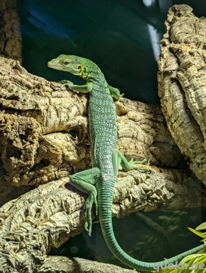 Varanus Prasinus 1.0 Smaragtwaran Bild 3