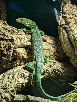 Varanus Prasinus 1.0 Smaragtwaran Bild 2