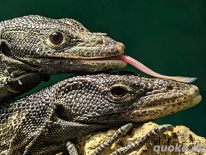 1.0 Varanus Beccarii Schwarzer Baumwaran