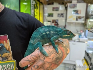 1.0 Pantherchamäleon XL 