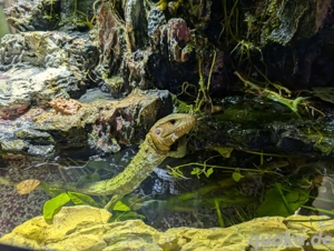 Krokodilteju (Dracaena guianensis) Bild 4