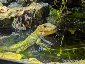 Krokodilteju (Dracaena guianensis)
