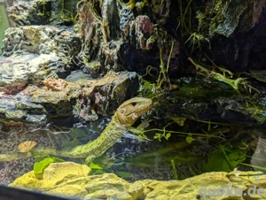 Krokodilteju (Dracaena guianensis) Bild 3