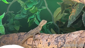 Australische Wasseragamen 