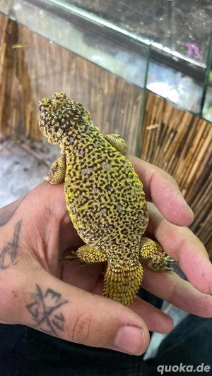 Dornschwanzagame Uromastyx nigriventris 