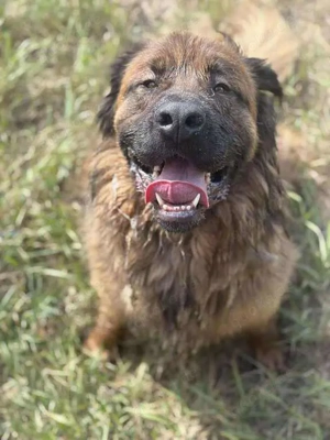 Sanfter Riese sucht ein Happy End