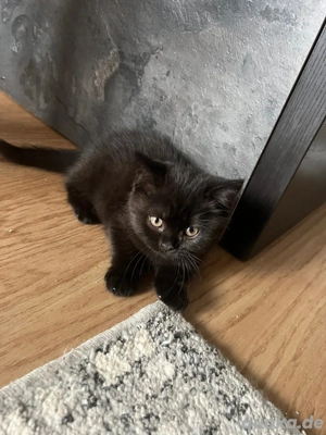Britisch Kurzhaar Kitten