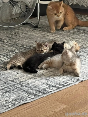 Britisch Kurzhaar Kitten