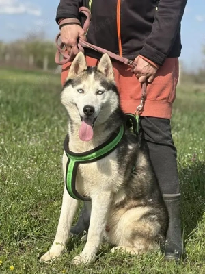 Husky Fans aufgepasst, hier kommt Villam