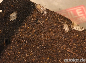 Panda Assel, Porcellio laevis "Panda"