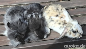 Zwergkaninchen 