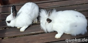 Zwergkaninchen  Bild 6