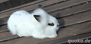Zwergkaninchen  Bild 2