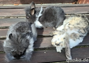 Zwergkaninchen  Bild 7