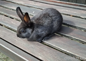 Zwergkaninchen  Bild 10