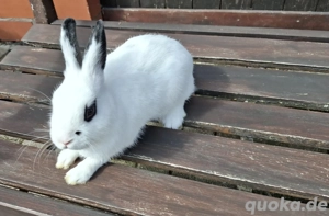 Zwergkaninchen  Bild 9