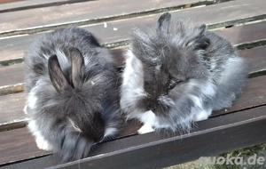 Zwergkaninchen  Bild 8