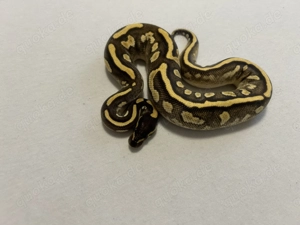 Hallo zusammen ! Bild 8