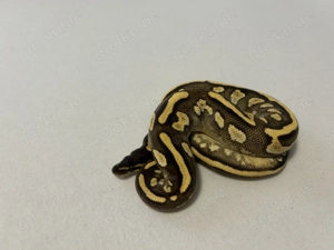 Hallo zusammen ! Bild 7