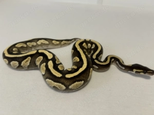 Hallo zusammen ! Bild 2