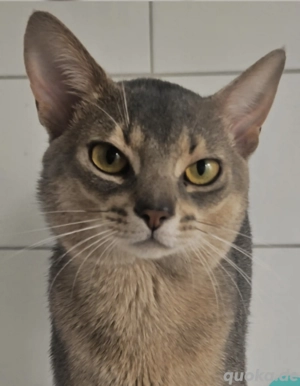 Edler Deckkater mit Champion-Stammbaum Bild 2