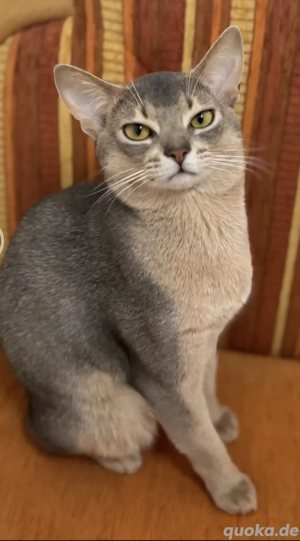 Edler Deckkater mit Champion-Stammbaum Bild 3