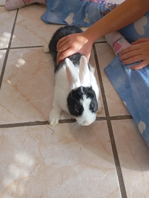 Zwergkaninchen zu verkaufen 160 Euro   a 40 Euro 