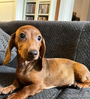 süsses Dackelkindmädchen sucht ihr Zuhause