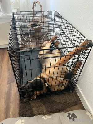 schäfer hund reinrassig