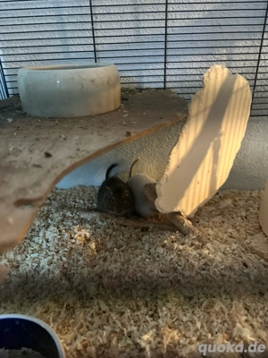 degus zu verkaufen 