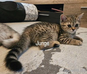 BKH Kitten