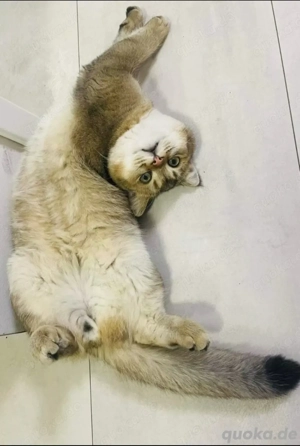 Deckkater black golden mit erfahrung