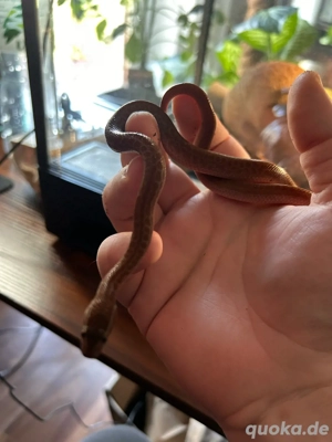 Afrikanische Hausschlange (Boaedon fuliginosus)