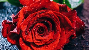 Attraktiv Araber nett suche Neue liebe Frau 