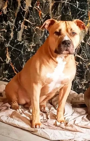 American bully pocket 